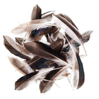 Duck feathers 10-15 cm